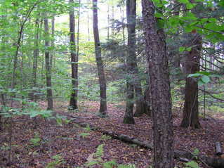 #1: View to the south of the confluence of 42 North 73 West in northwest Connecticut.