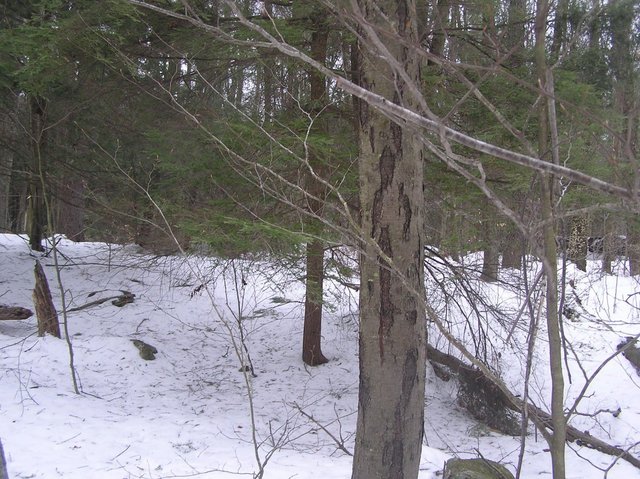 View East from confluence