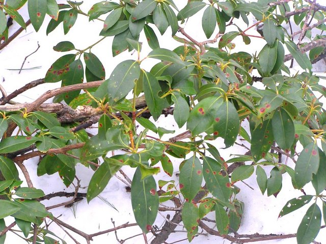 Mountain laurel, the only greenery around