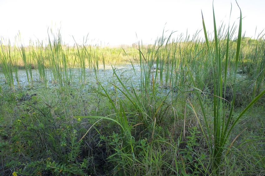 This swamp thwarted me as I tried hiking towards the point