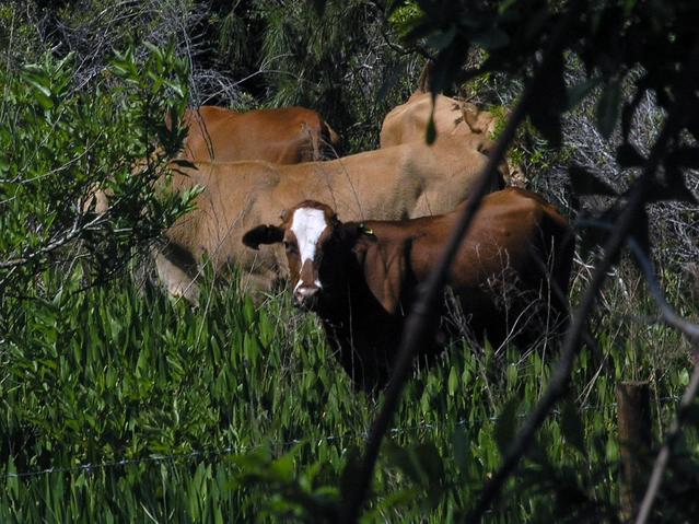 Cattle was grazing along the road