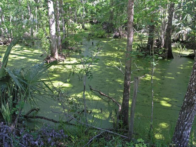 Close to Bull creek swamps lined the road