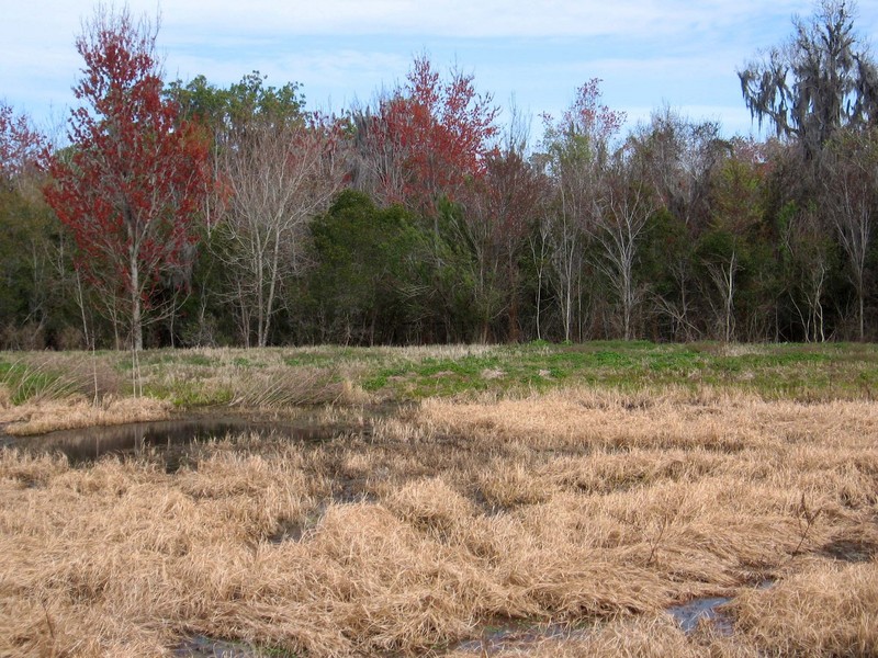 View to the north where the confluence is at or near the far edge of the pond.