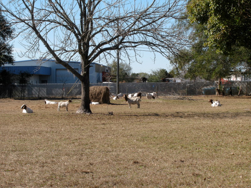 Goats and industry near the confluence