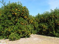 #9: Nearby orange groves