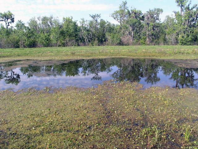 The point is in the middle of this pond