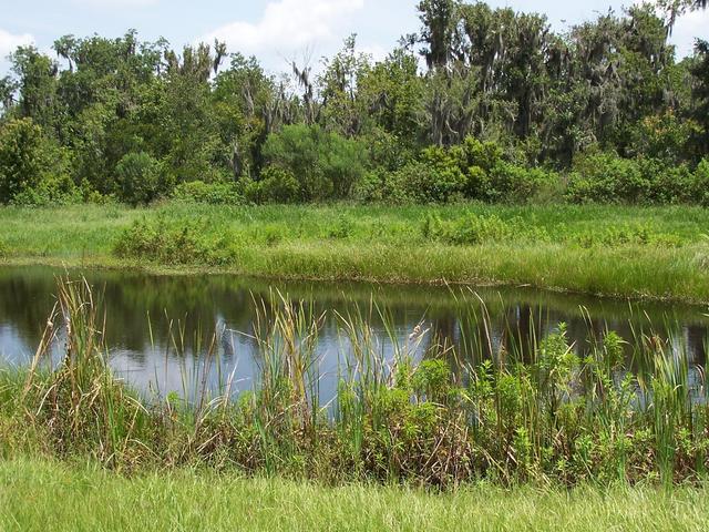 Looking North through the fence.  Confluence lies in the pond.