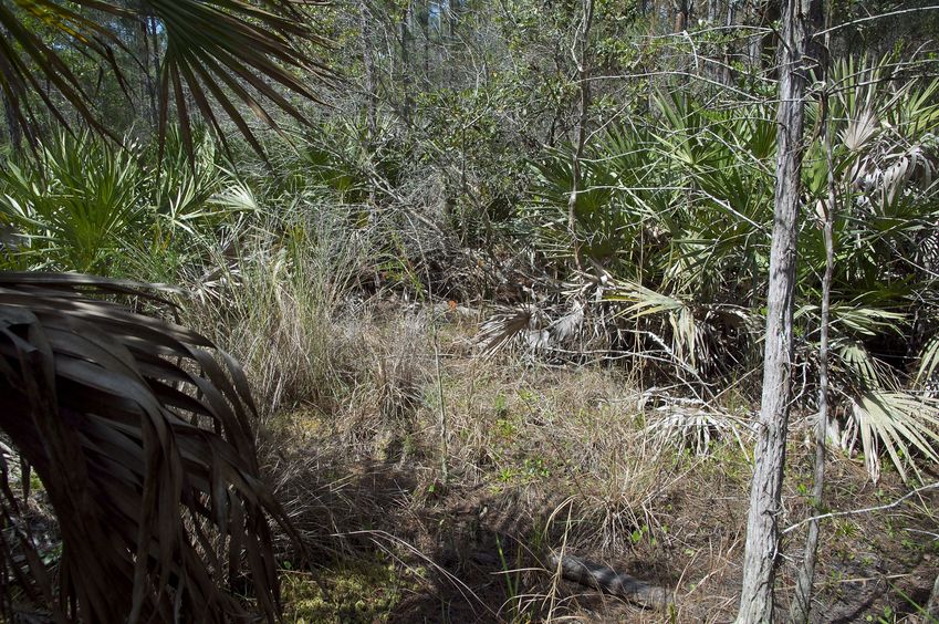 The confluence point lies in a small clearing in an overgrown commercial pine forest