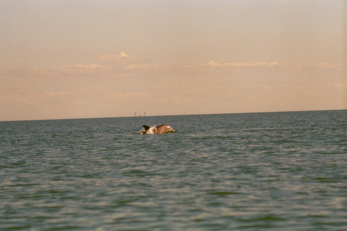 dolphins at play foreground . . . crystal river power plant background