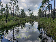 #6: Pretty lily pad covered pond nearby