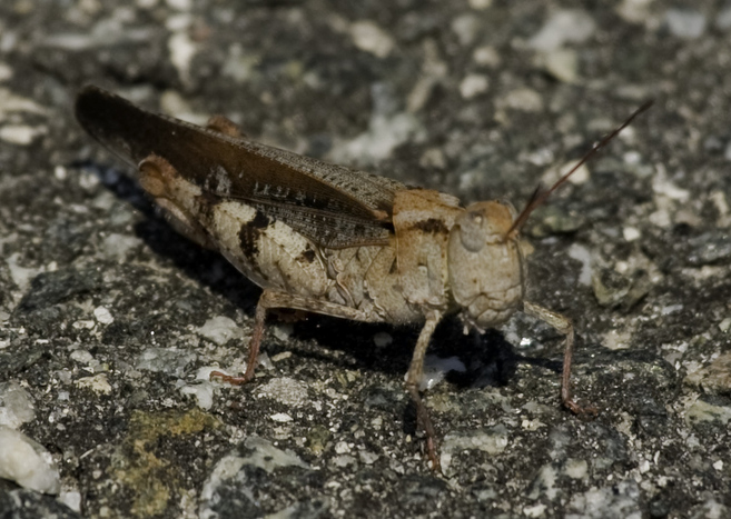 Grasshopper