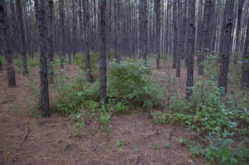 The confluence point lies in a pine forest, between two rows of trees.