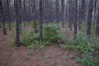 #1: The confluence point lies in a pine forest, between two rows of trees.