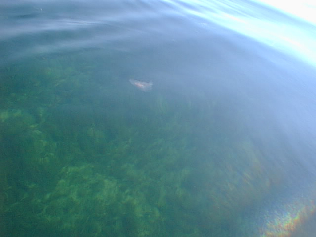 jellyfish at the confluence