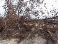 #3: View from the confluence approximately east(timber debris)