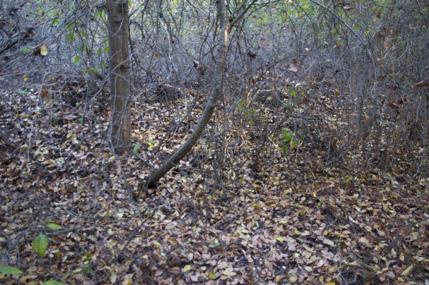 The confluence point lies within a boring piece of forest