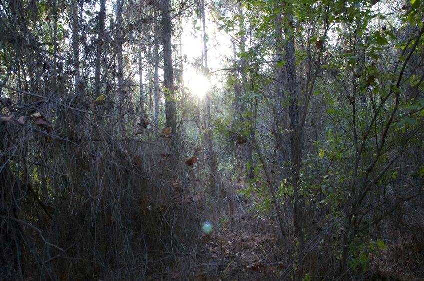 View West (into the late afternoon sun)