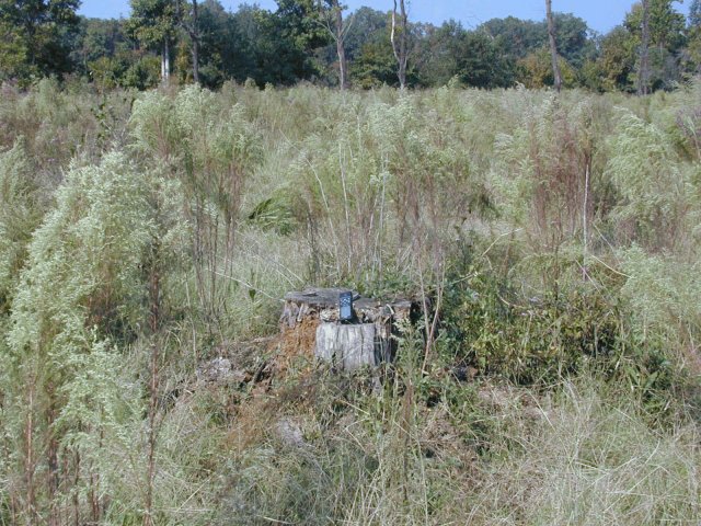 TARGET: Tree stump