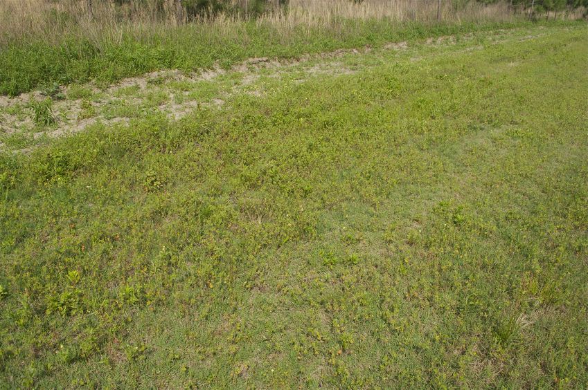 The confluence point is in this field, just inside a hedge, next to an intersection of two dirt roads