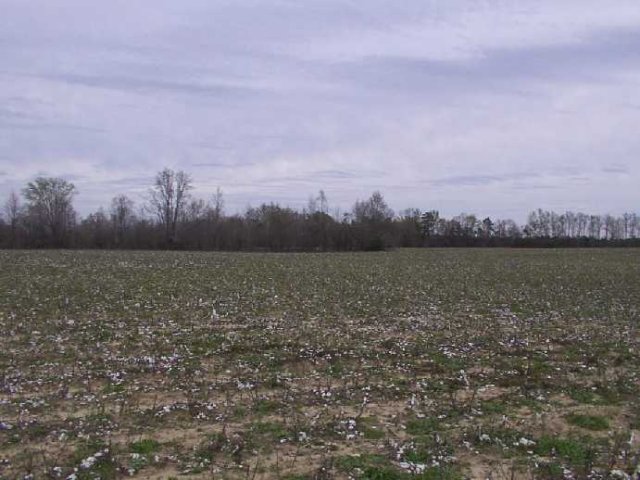 View to the north from the point