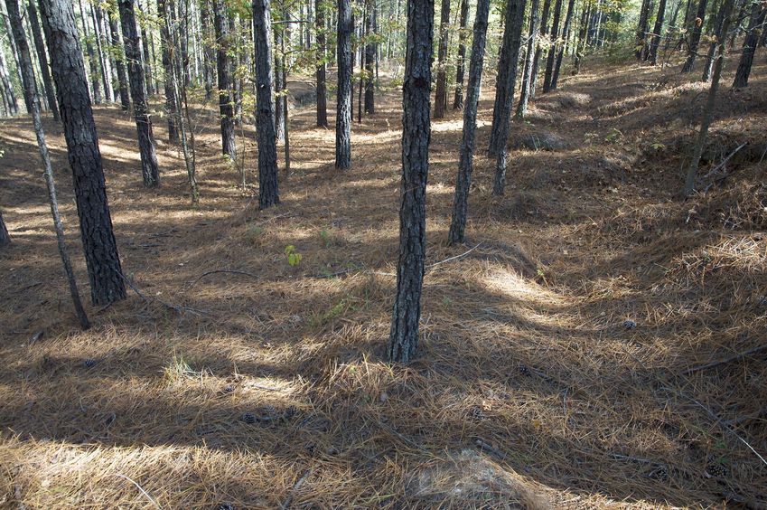 The confluence point lies on gently sloping hillside in a commercial pine forest