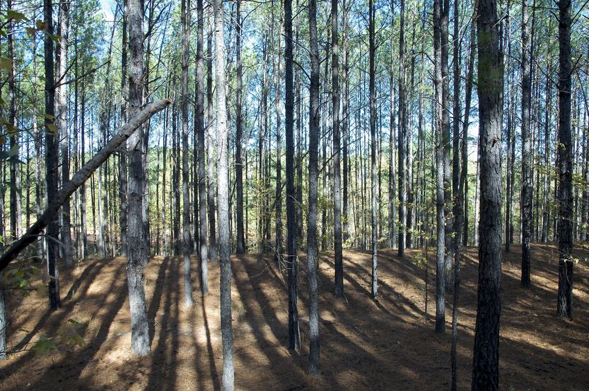 View East (towards a dirt road, 160 feet away)