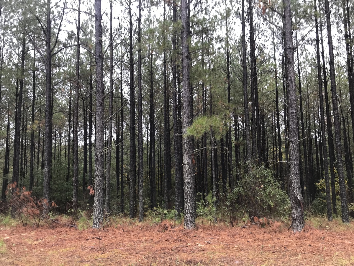 More pine vegetation near the confluence point. 