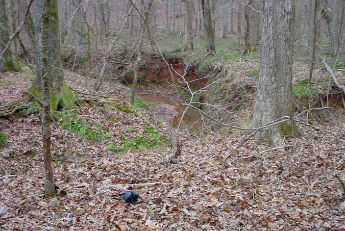 Looking into the creekbed