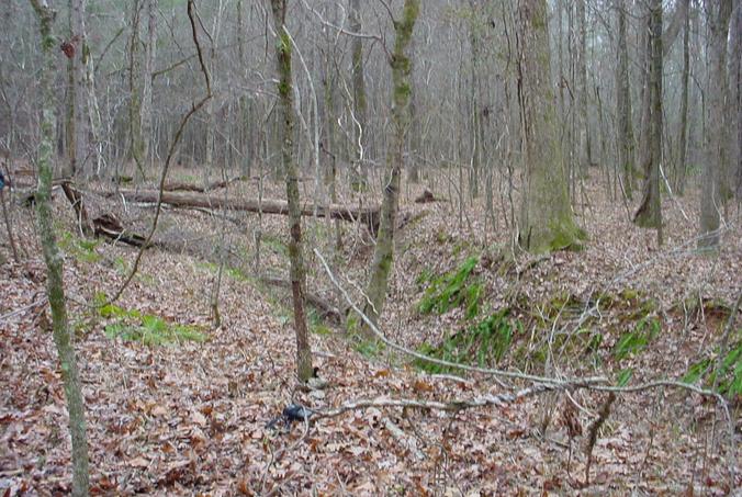 Looking up the creekbed