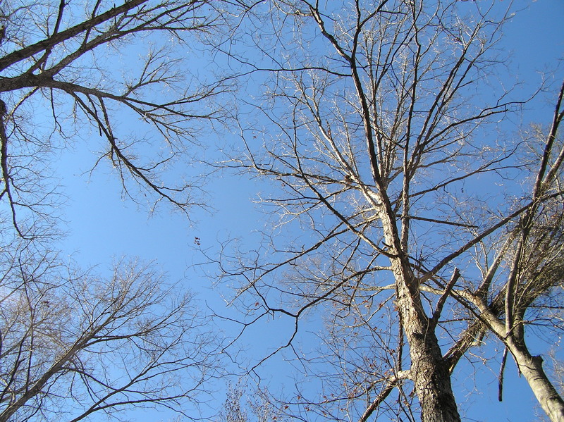 Sky view from the confluence point.