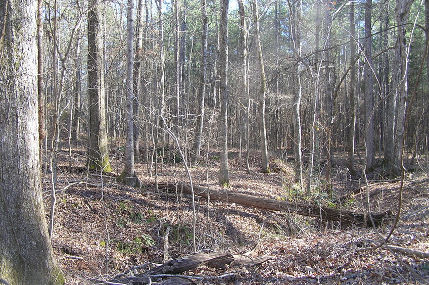 View to the south from the confluence.