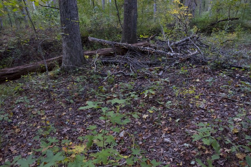 The confluence point lies in a forest, just beside a creek bed