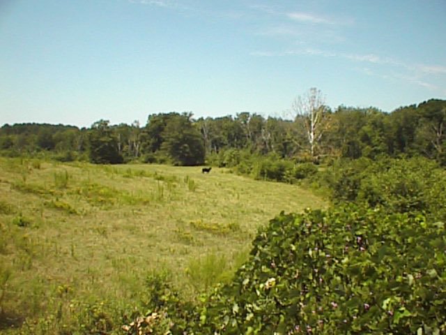 That cow is standing exactly at the confluence