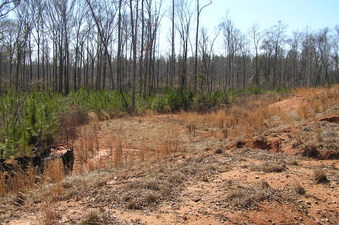 #1: Confluence point from the northeast.  The confluence lies on the left side of the grassy area, at the edge of the trees, in the thorns, where the ravine empties out onto the flat area.