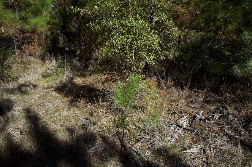 The confluence point lies in a small clearing in a commercial pine forest