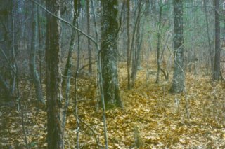 #1: This is the spot right here in front of this pine scrub.