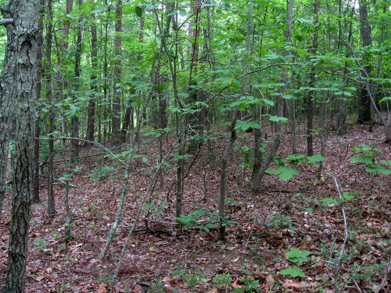 The environment of the confluence shown in the view to the east.