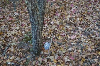 #1: The confluence point lies in a forest, just off a doubletrack path.  (A 'geocache' box - at the base of a tree - marks the point.)