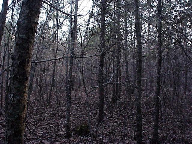 View to the east from the confluence.