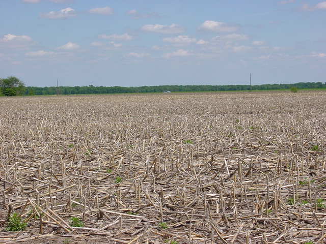 Looking  East From Confluence