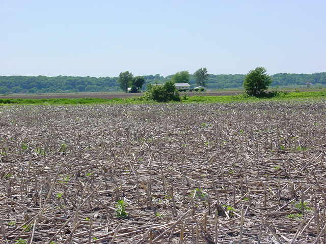 Looking West From Confluence