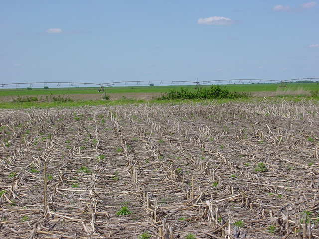 Looking North From Confluence