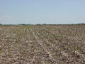 #3: Looking South From Confluence