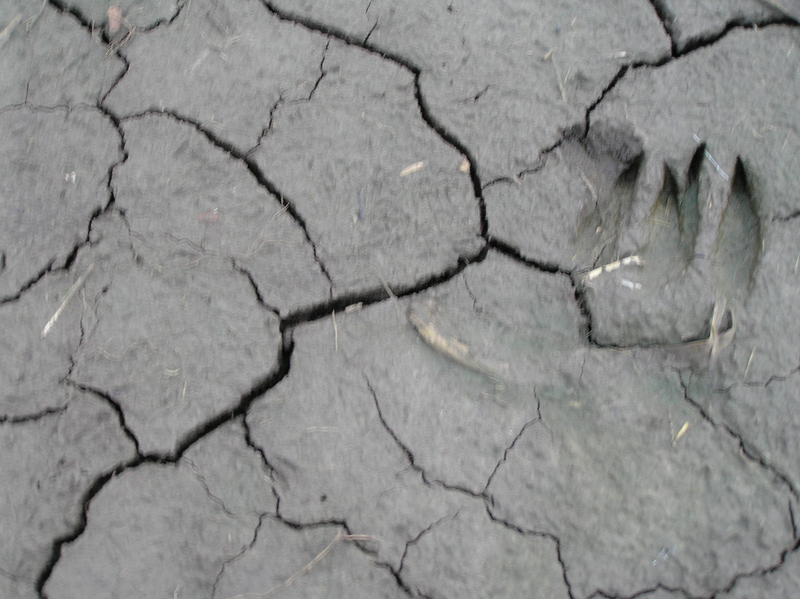 Groundcover at the confluence site.