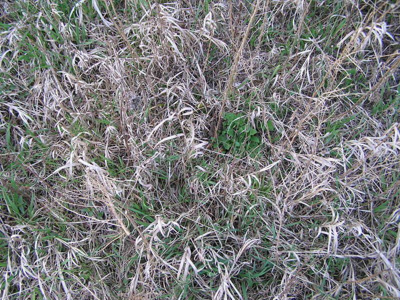 Groundcover at the confluence site--a grazed field.