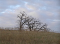 #5: View to the northeast from the confluence.