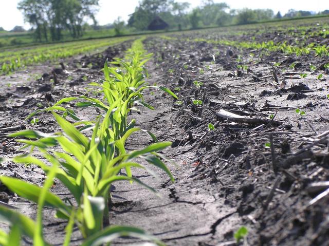 View to the west from the confluence, showing newly planted corn.