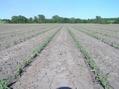 #4: View to the east from the confluence site.