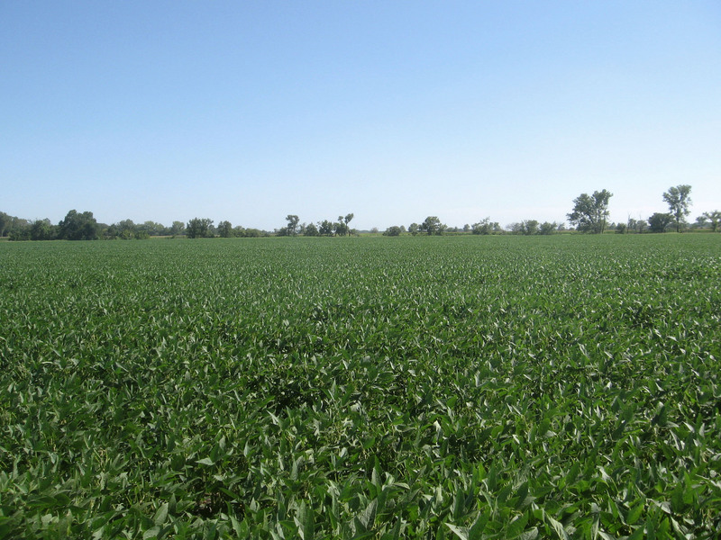 Soybeans to the south.