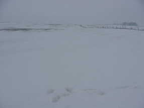 #1: View from the confluence point looking west